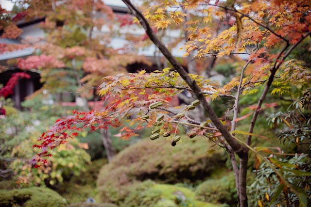 Nikko botanical garden