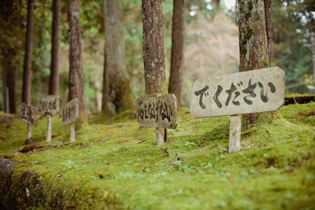 Nikko grass