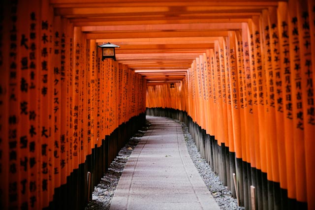 Fushimi Inari - the cat you and us