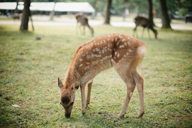 Nara deer - the cat you and us