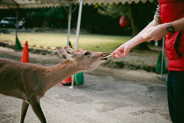 deer feeding - the cat you and us