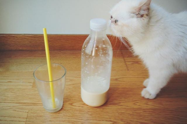 Juno drinking horchata - the cat you and us