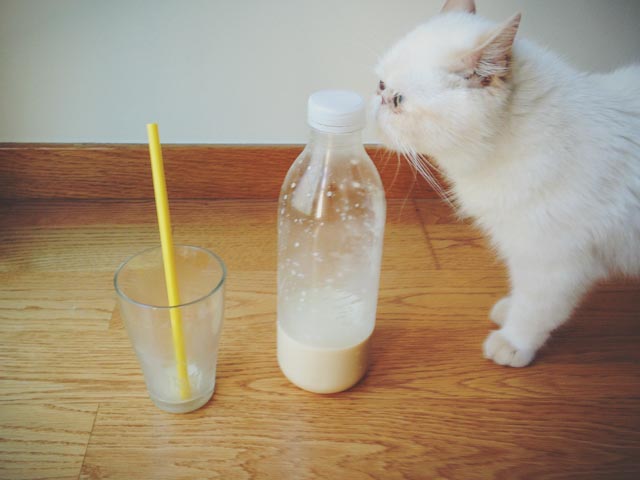 Juno drinking horchata - the cat you and us