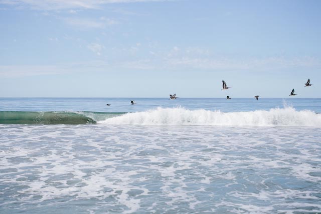 Venice beach - The cat, you and us