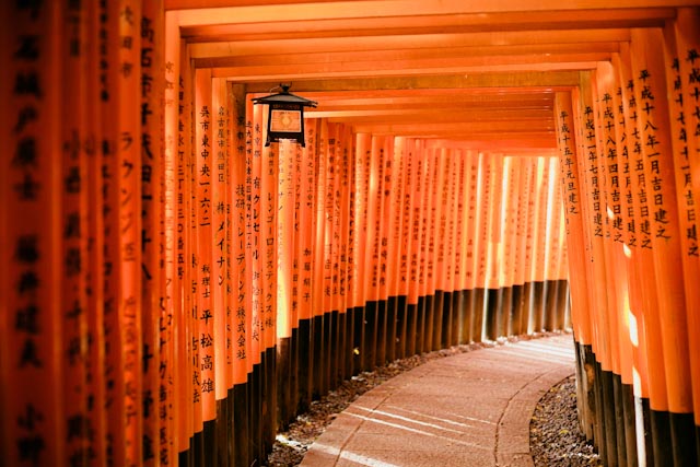 Fushimi Inari - The cat, you and us