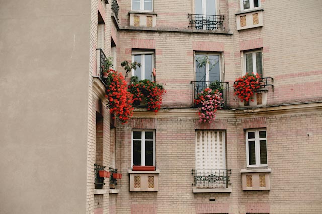 Paris buildings - The cat, you and us