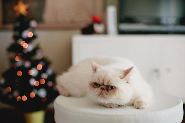 Juno and Biel the Christmas log - The cat, you and us