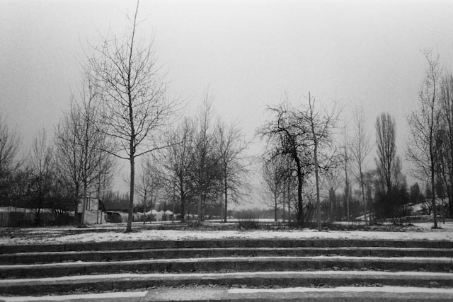 Berlin winter trees - The cat, you and us