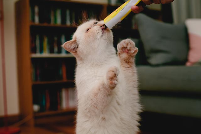 Enjoying malt so much - The cat, you and us