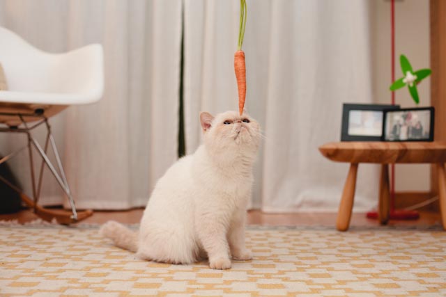 Juno and a carrot - The cat, you and us