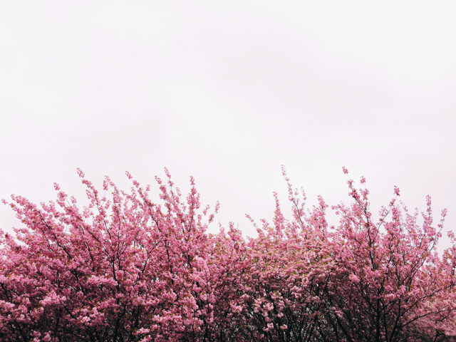 Pink trees at Rijkmuseum  - The cat, you and us