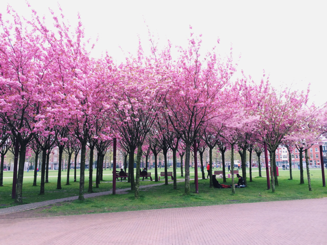 Pink trees at Rijkmuseum - The cat, you and us