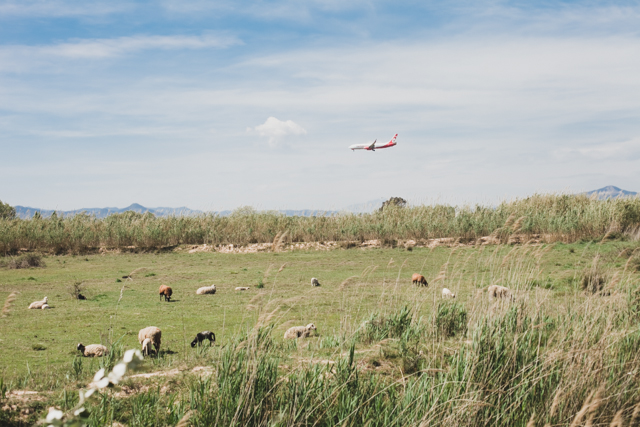 Planes and sheeps - The cat, you and us