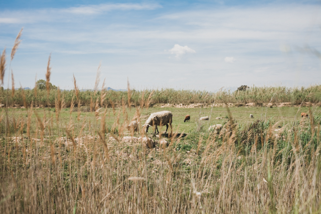 Sheep - The cat, you and us