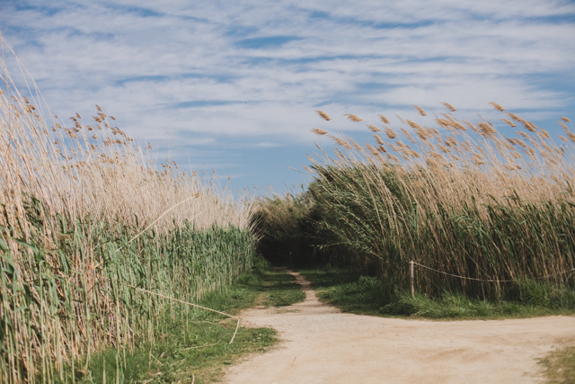 Delta del Llobregat - The cat, you and us