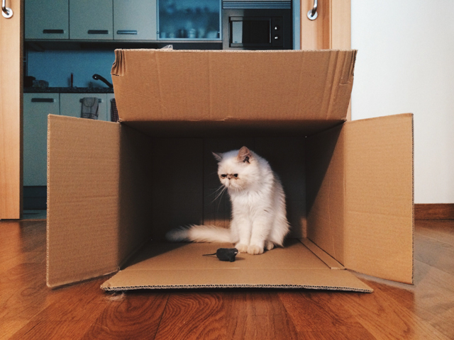 Juno the cat in a box - The cat, you and us