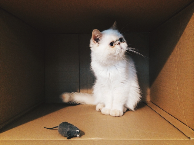 Juno the cat in a box - The cat, you and us