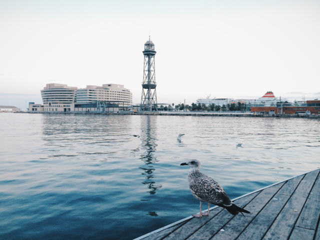 Barcelona port - The cat, you and us