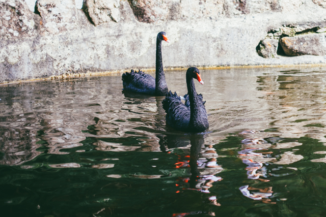 Black swans - The cat, you and us