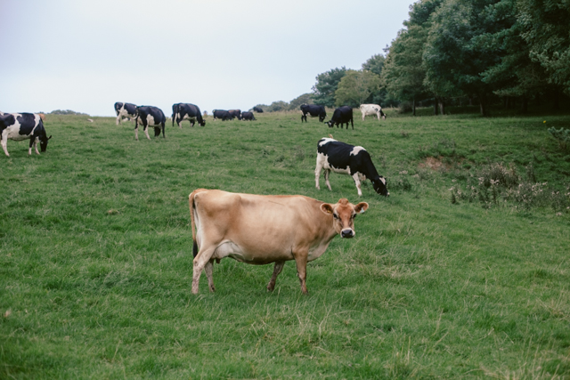 South Wales cows - The cat, you and us