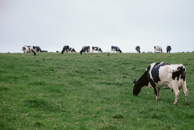 South Wales cows - The cat, you and us