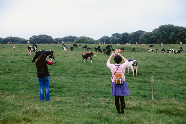 South Wales cows - The cat, you and us