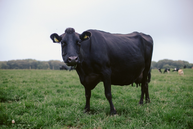 South Wales cow - The cat, you and us