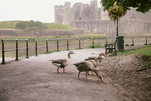 Caerphilly castle - The cat, you and us