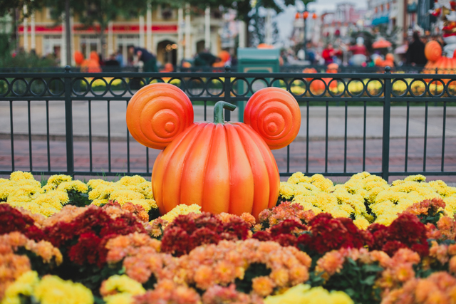 Disneyland Paris Halloween - The cat, you and us