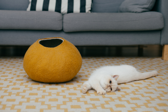 Giveaway: Win a gold comfy rronrron cat felt house - The cat, you and us