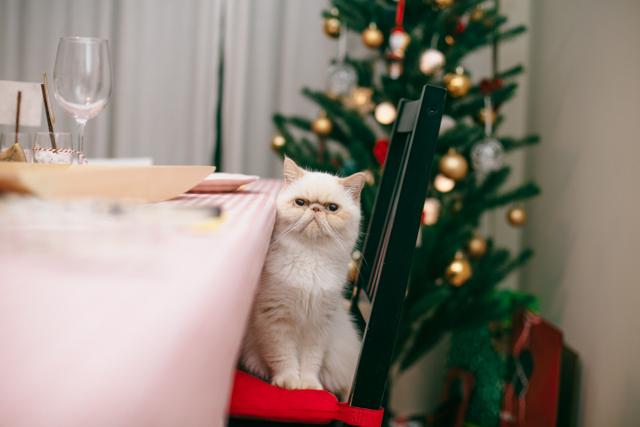 Christmas eve 2014 - The cat, you and us