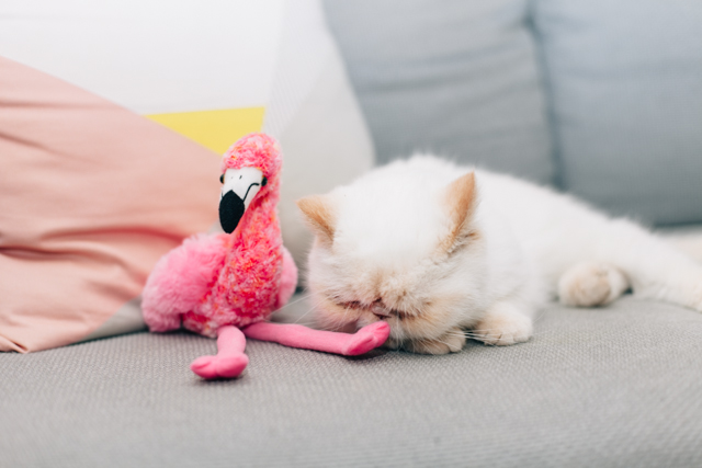 Juno and the pink flamingo - The cat, you and us