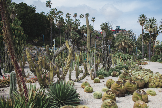 Jardins Mossen Costa i Llobera Cactus Barcelona - The cat, you and us