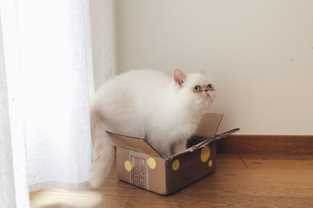 Juno in a box - The cat, you and us