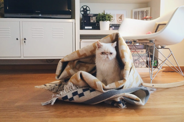 Alvine Ruta rug IKEA and Juno - The cat, you and us