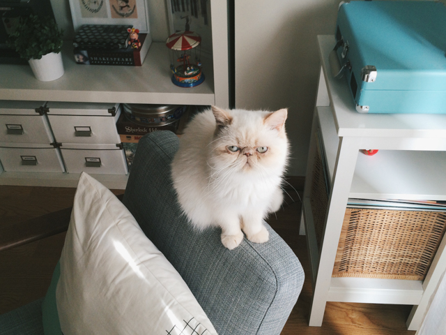Juno and a new chair - The cat, you and us