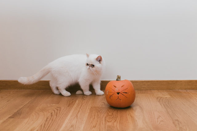 Cat Pumpkin craving - The cat, you and us