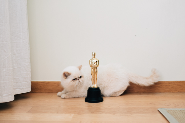Oscars 2016 - The cat, you and us