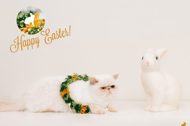 Happy Easter 2016 - The cat, you and us