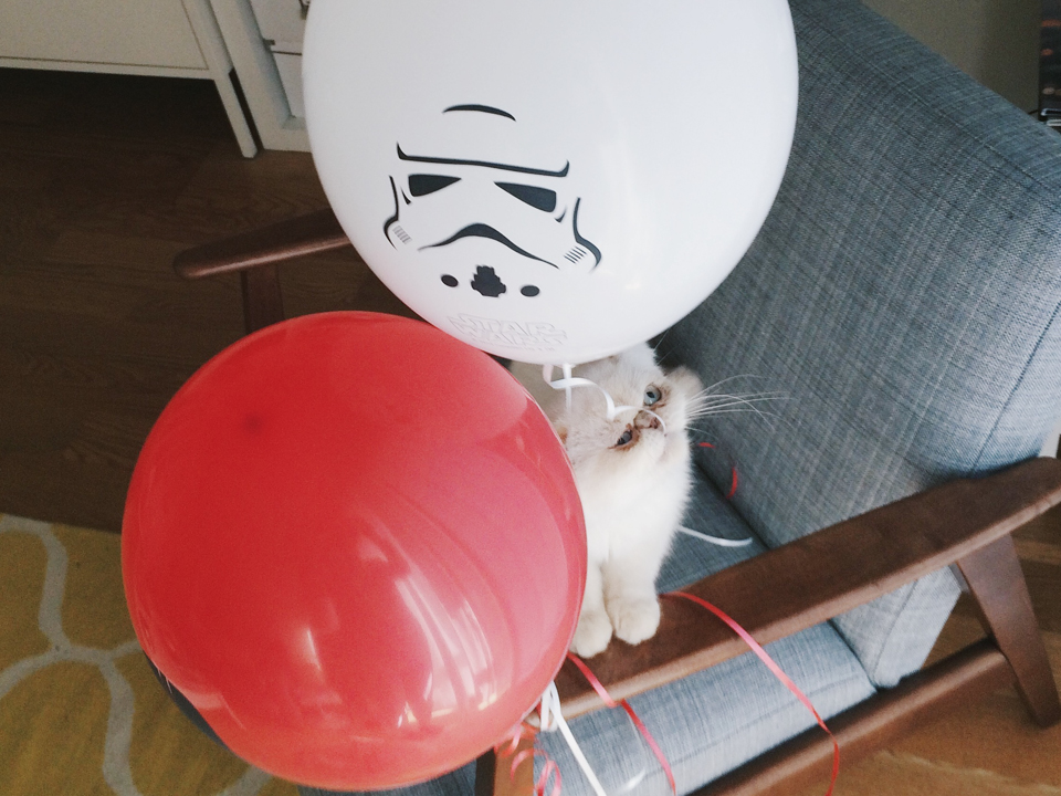 Juno and Star Wars - The cat, you and us