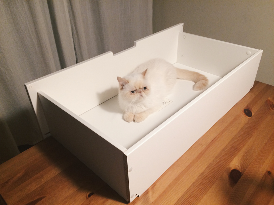 Juno in a drawer - The cat, you and us
