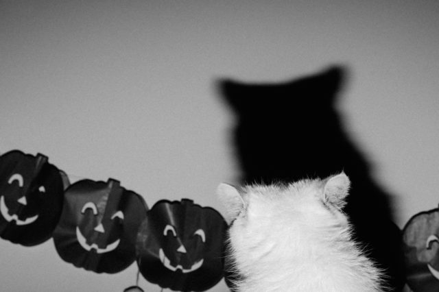 Halloween 2016 - The cat, you and us