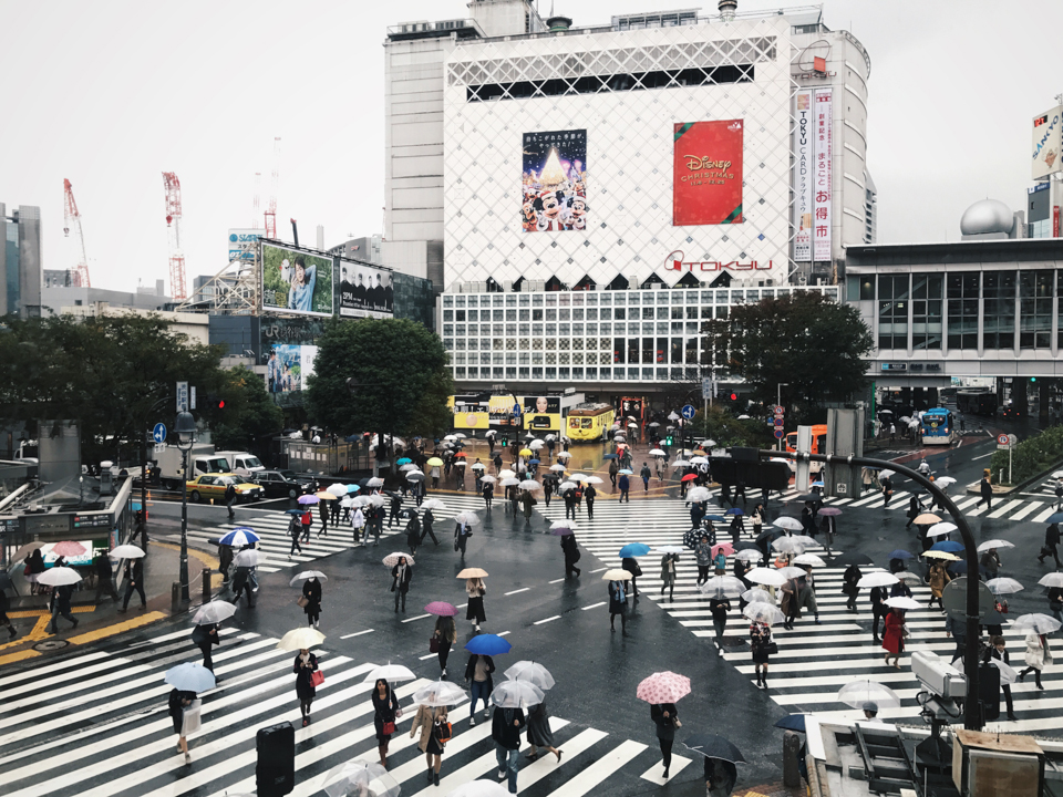 Shibuya crossing - The cat, you and us