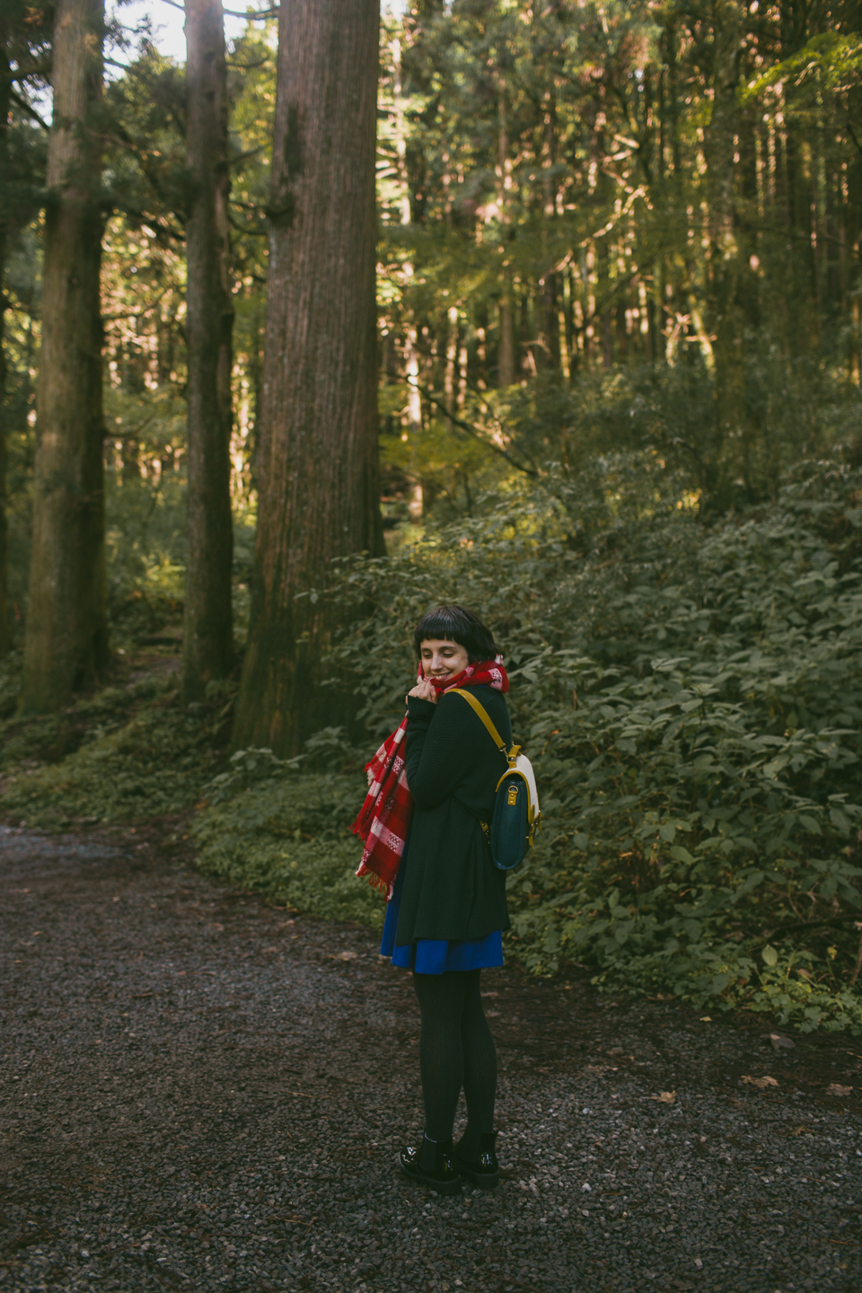 Hakone Cedar Avenue - The cat, you and us