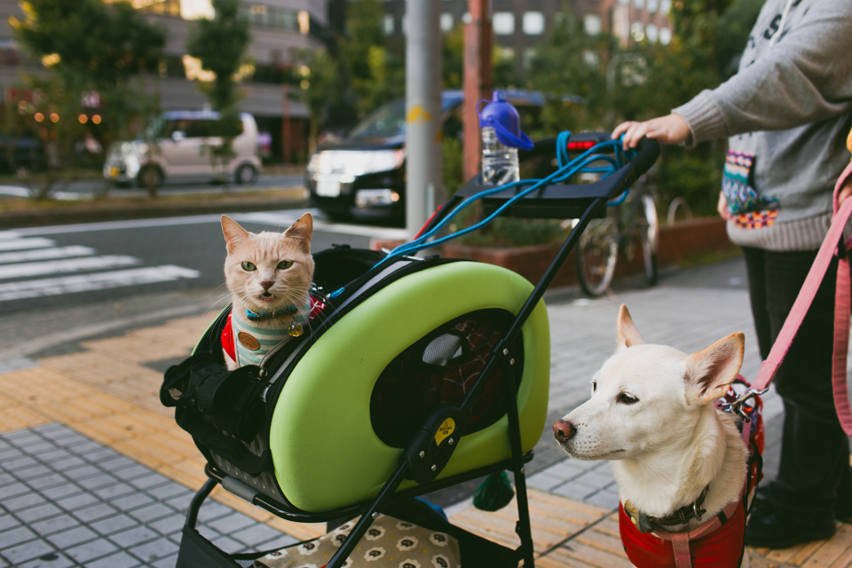 Cat and a dog in Osaka - The cat, you and us