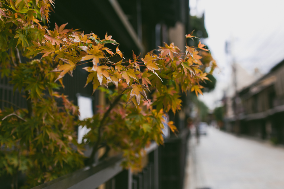 Autumn leaves in Kyoto - The cat, you and us