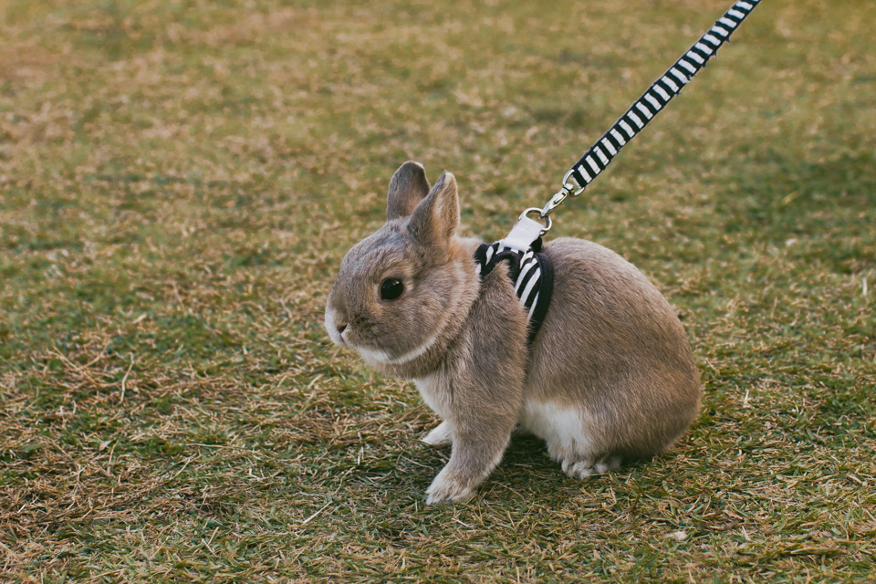 Small Japanese rabbit - The cat, you and us