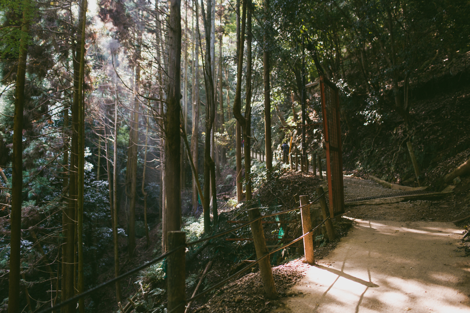 Arashiyama monkey park - The cat, you and us