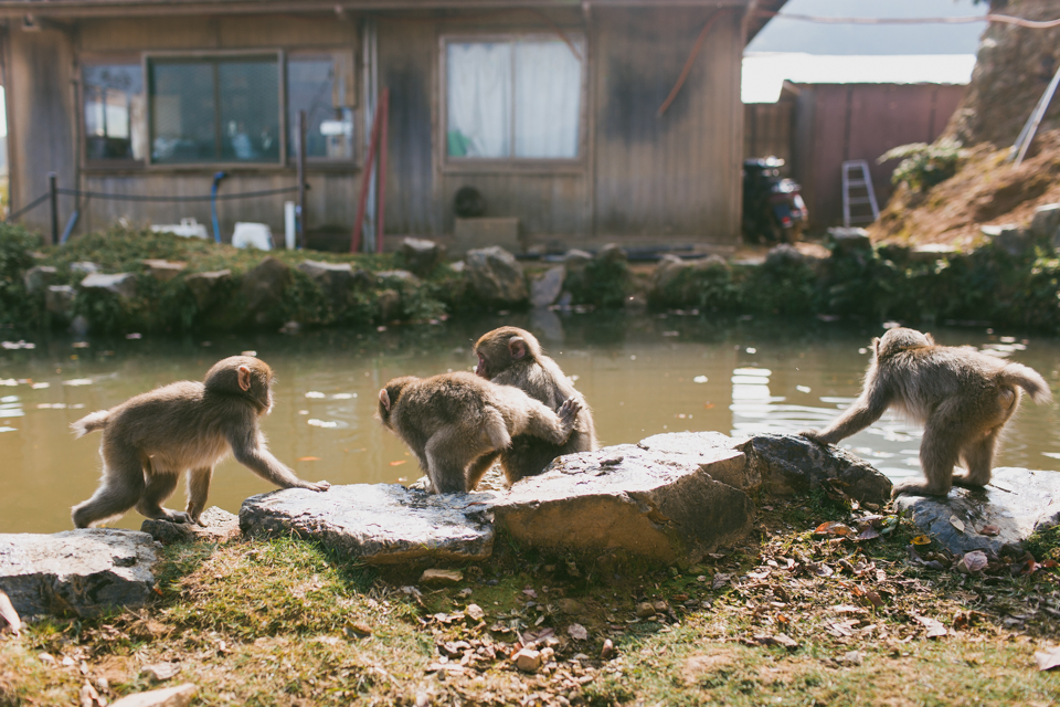 Arashiyama monkey park - The cat, you and us