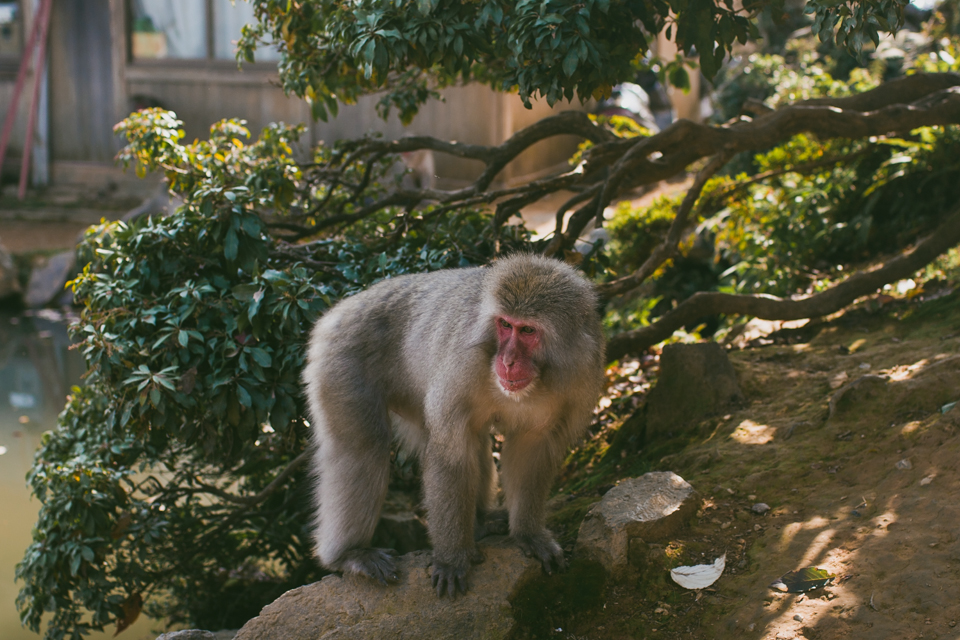 Arashiyama monkey park - The cat, you and us